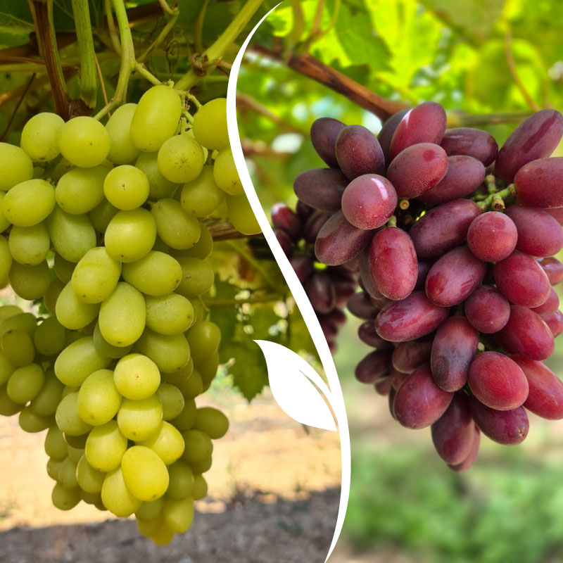 our story fresh produce supply chain partner